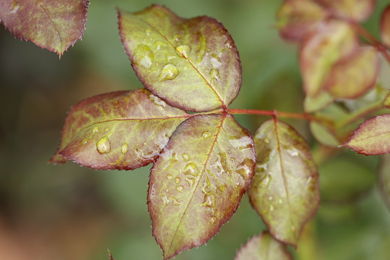 Image - leaf rose bush drop flower linda