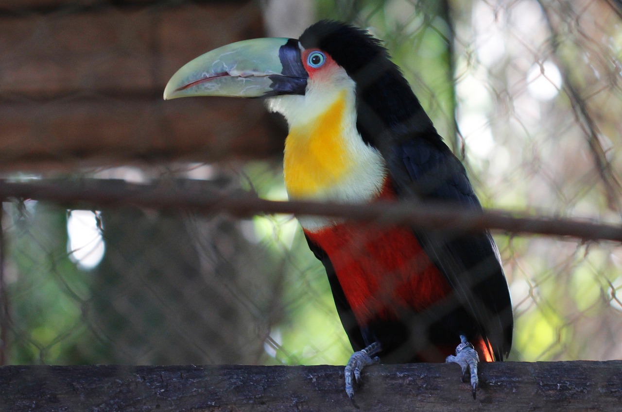 Image - tucano zoo nature bird