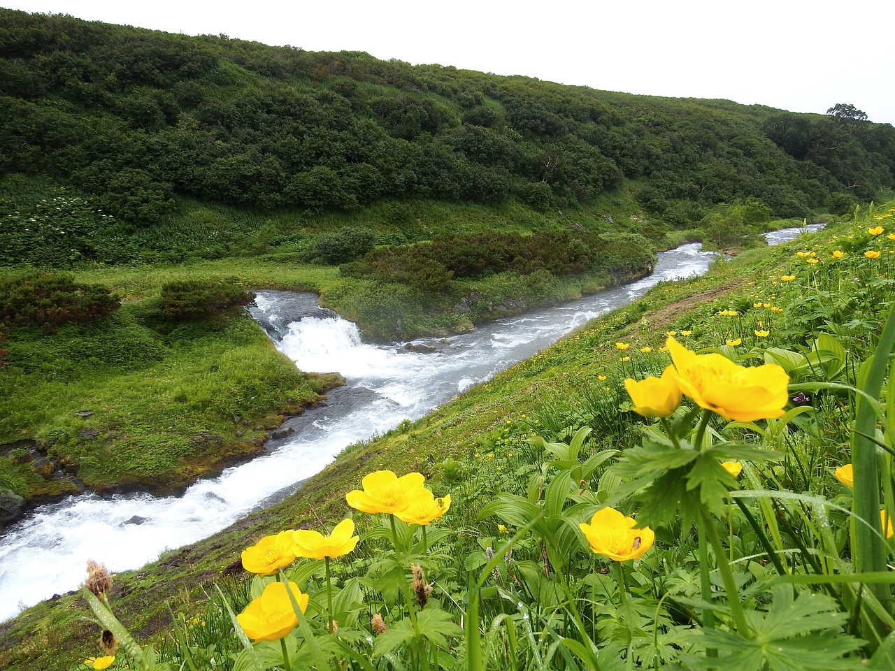 Image - creek mountain plateau flowers