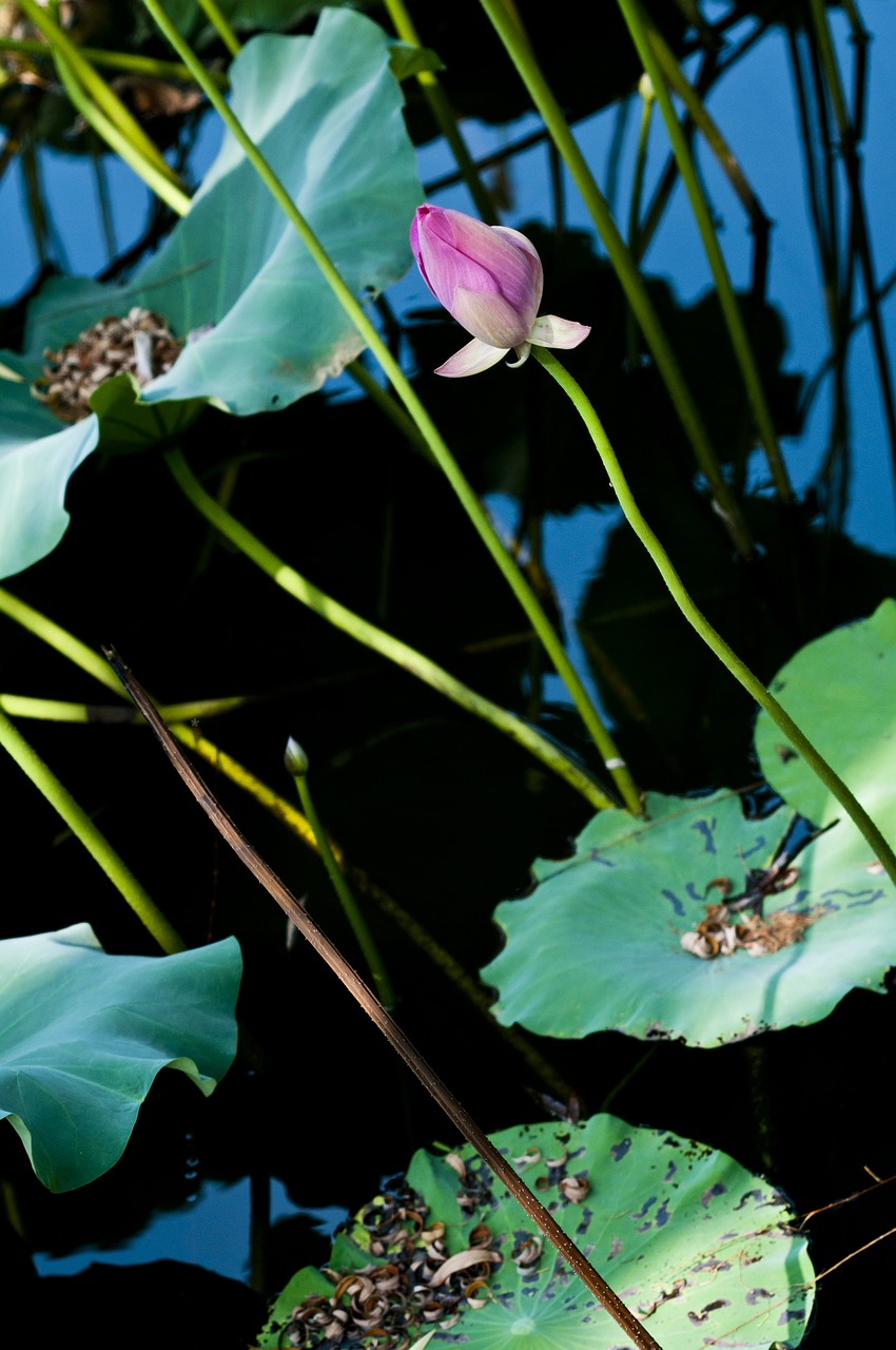 Image - suzhou start garden hawthorn lotus