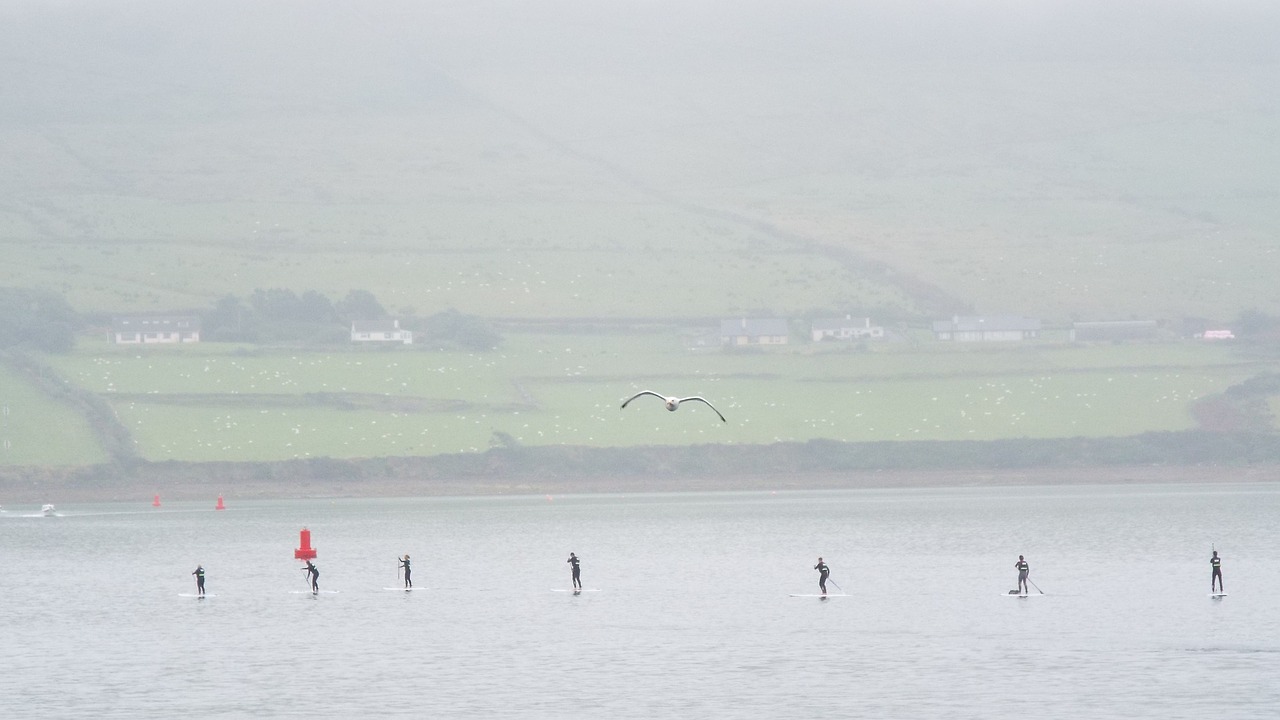 Image - paddleboarding paddle board seagull