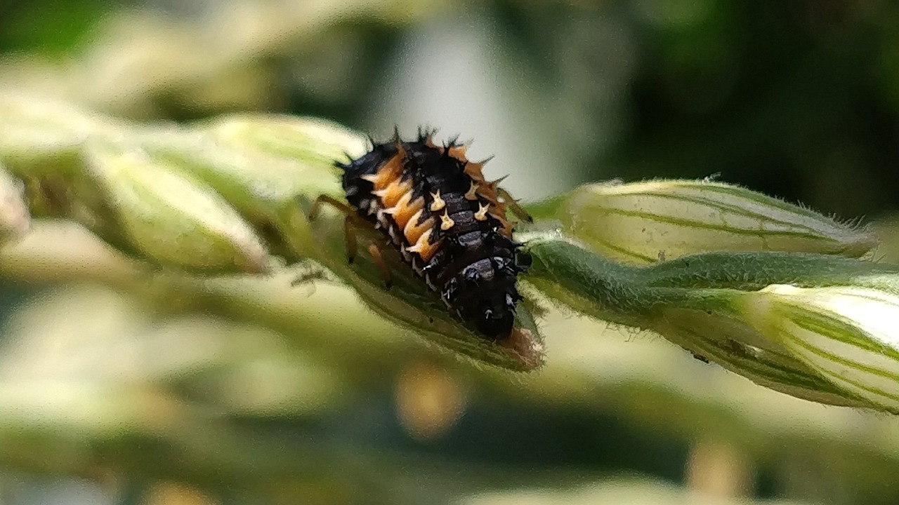 Image - ladybug larva grass nature corn