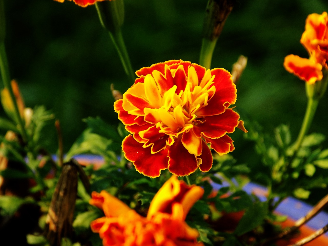 Image - marigold flower bloom blossom