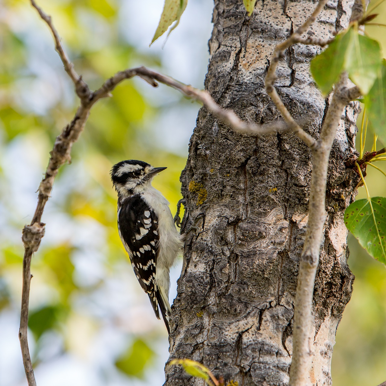 Image - bird woodpecker forest nature tree