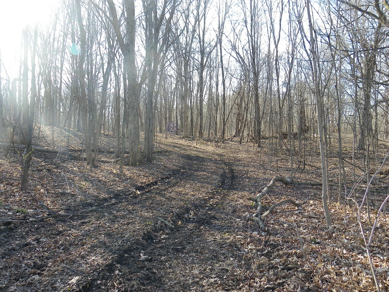 Image - trees woods path outdoor mud