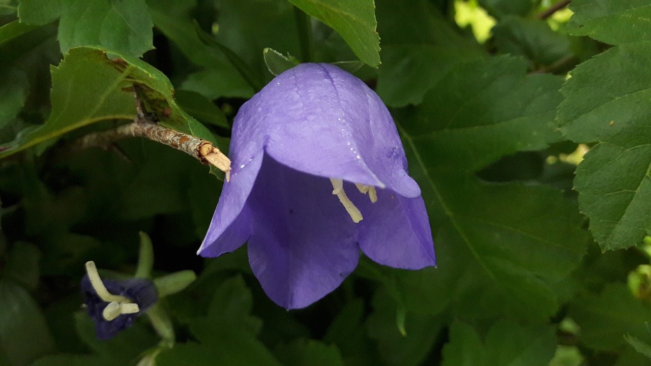 Image - blue bell plant klocklika flowers