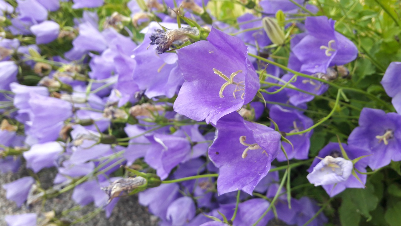 Image - blue bell plant klocklika flowers