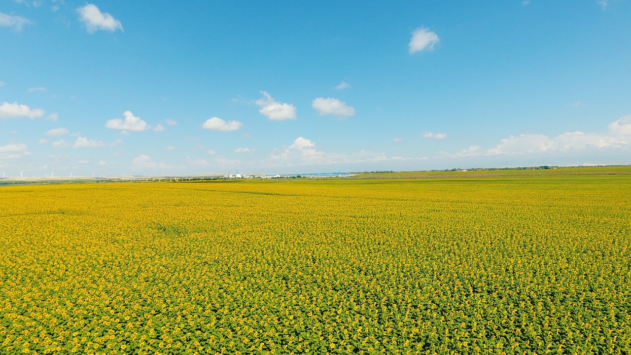 Image - sunflower uav sky