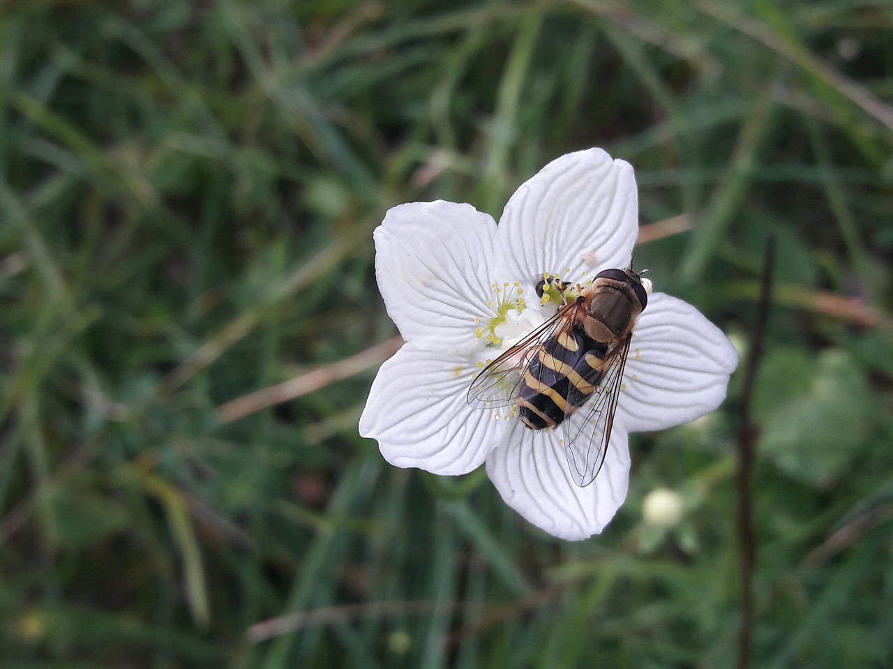 Image - bee flower grass nature outdoor