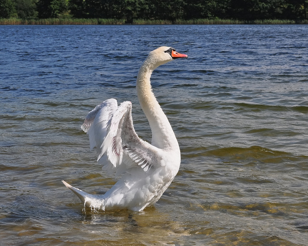 Image - swan bird outside erect wild birds