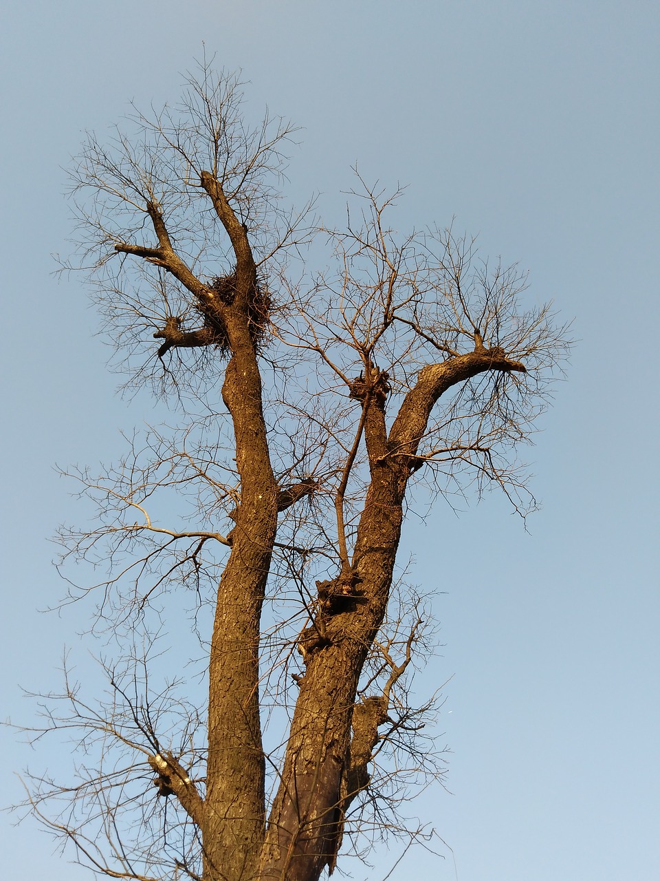 Image - winter tree without leaves