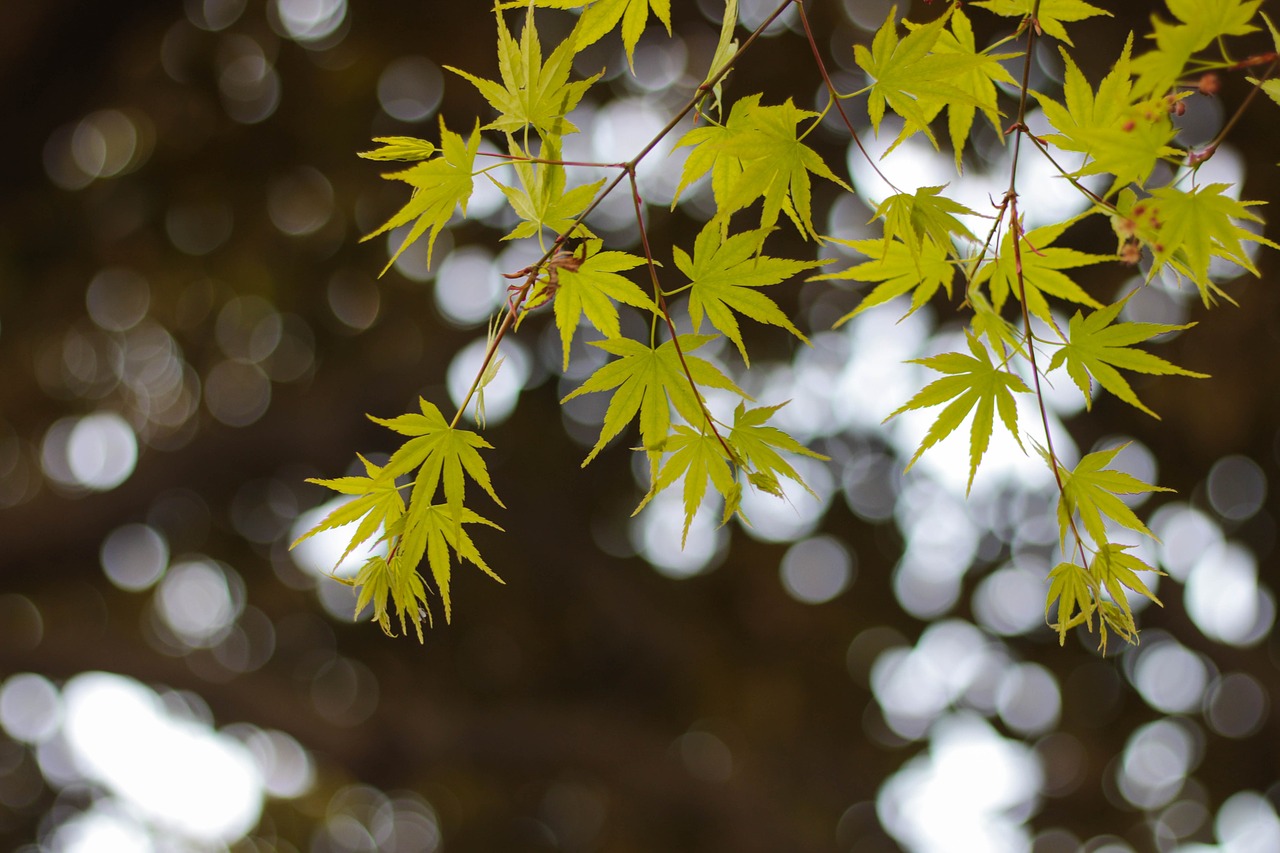 Image - green the leaves hangzhou