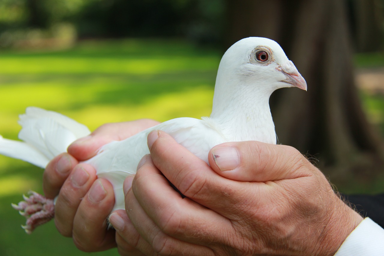 Image - dove wedding dove animal