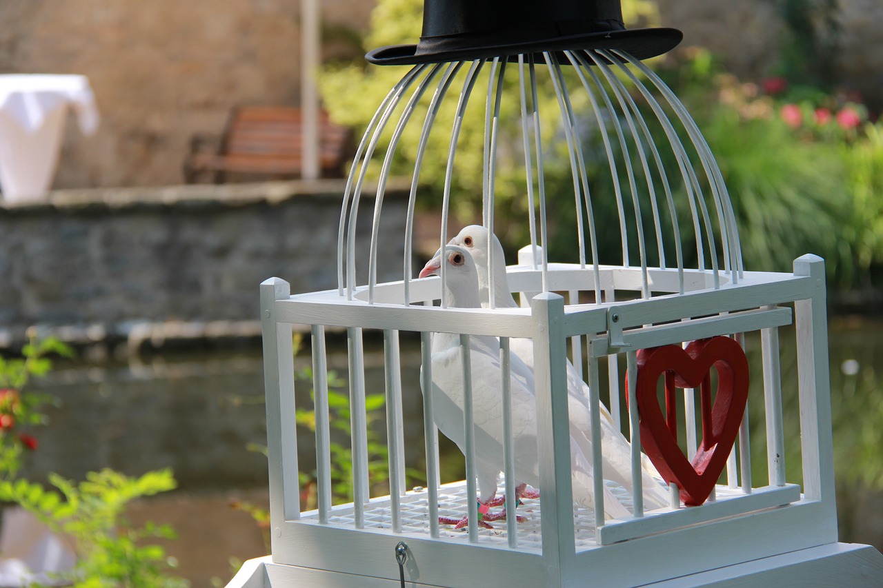 Image - pigeons wedding doves love doves