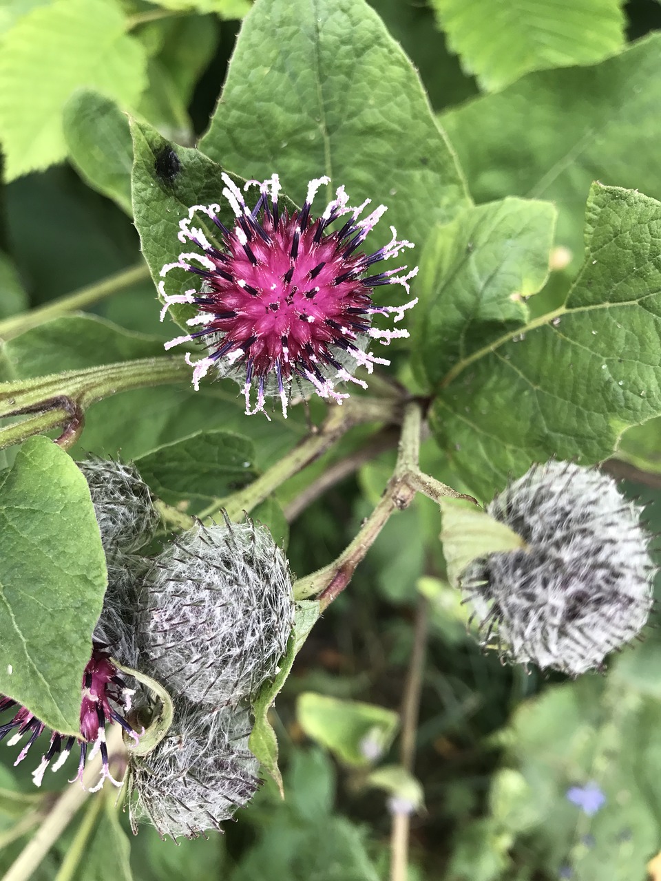 Image - flower agrimony burdock plant
