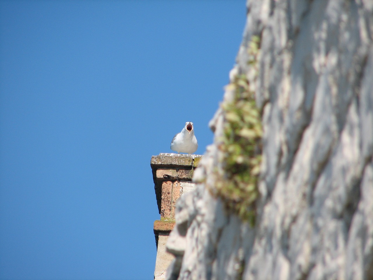 Image - trogir croatia seagull destination