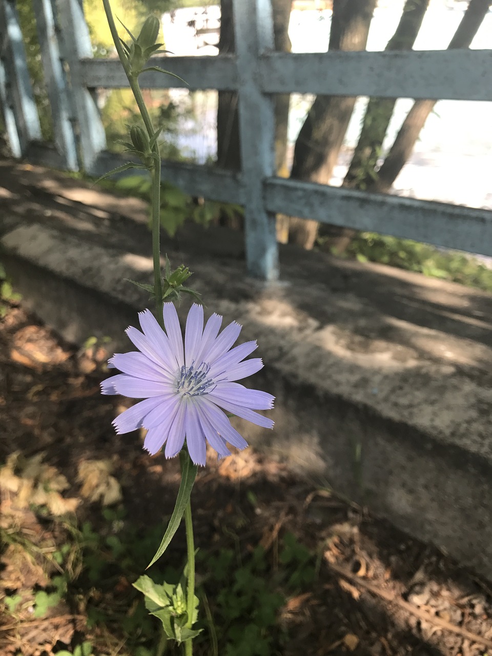 Image - chicory flower summer wild flower