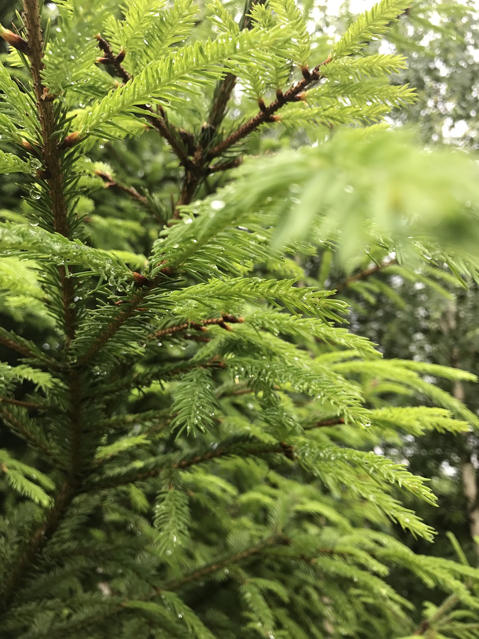 Image - spruce greens freshness needles