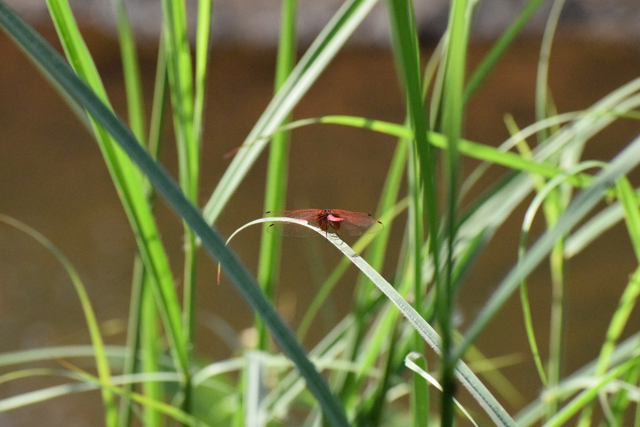 Image - nature firefly butterfly