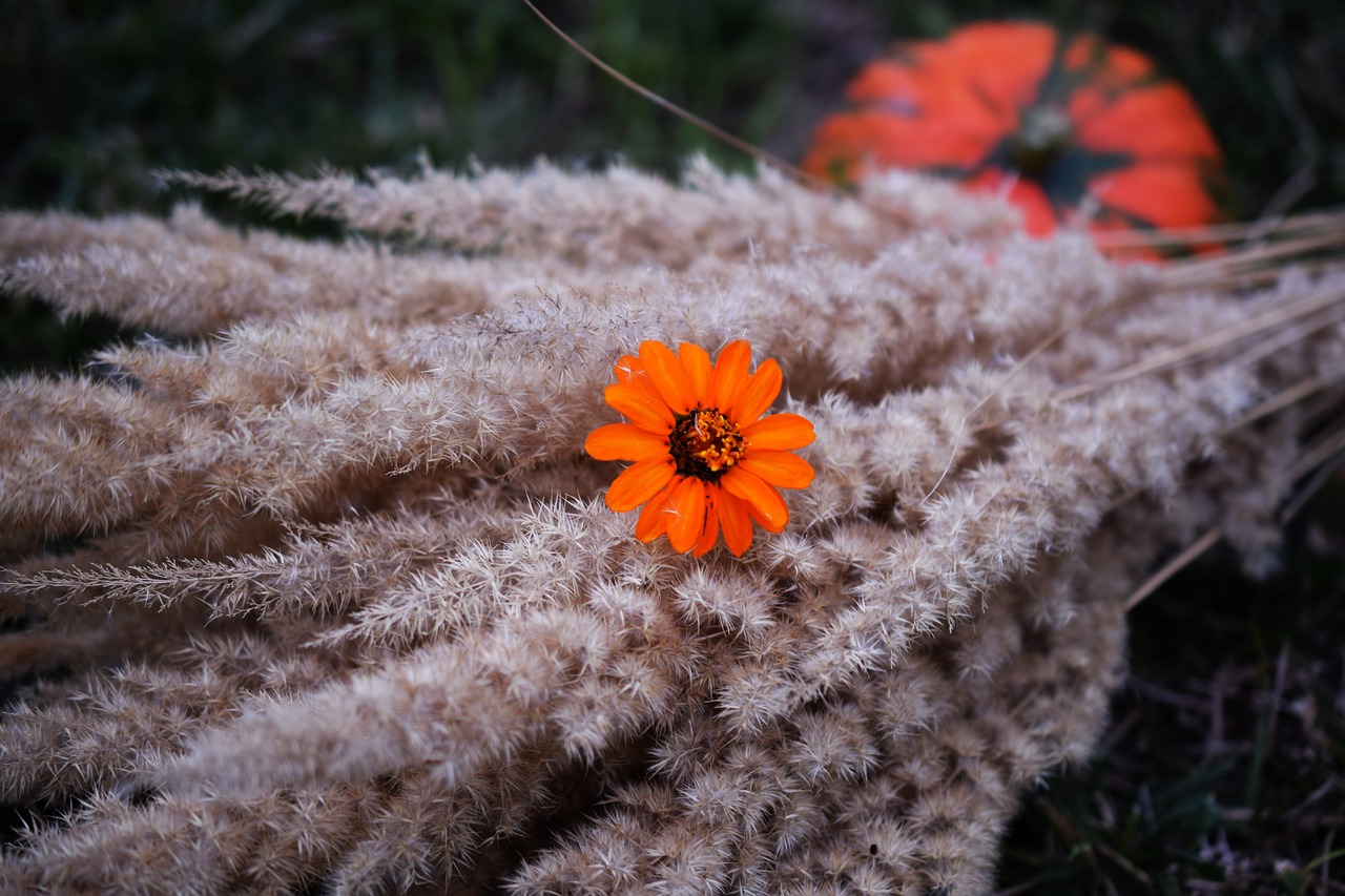 Image - autumn flower orange pumpkin