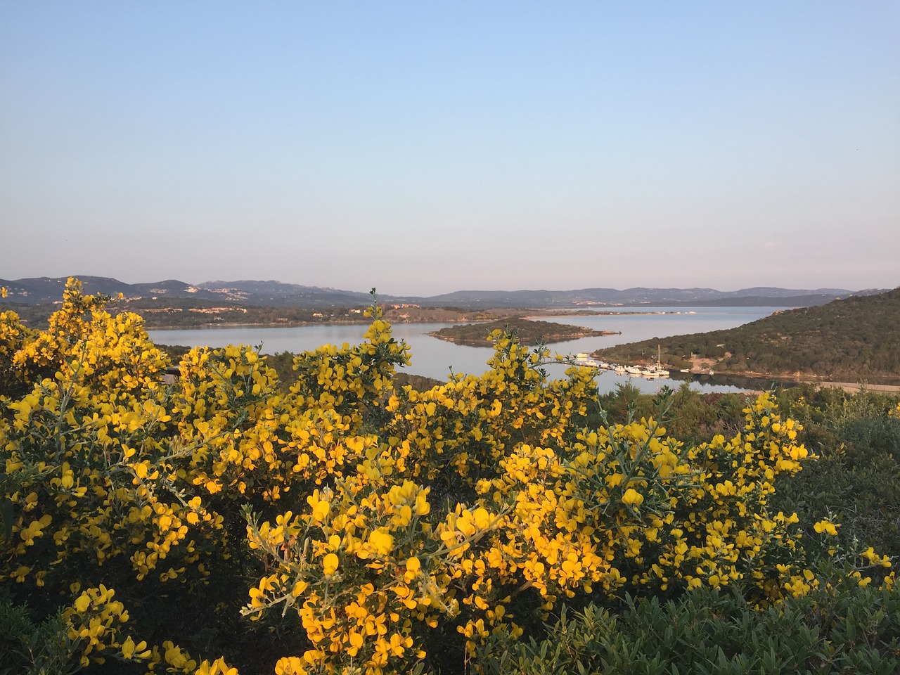 Image - sardinia flowers vista