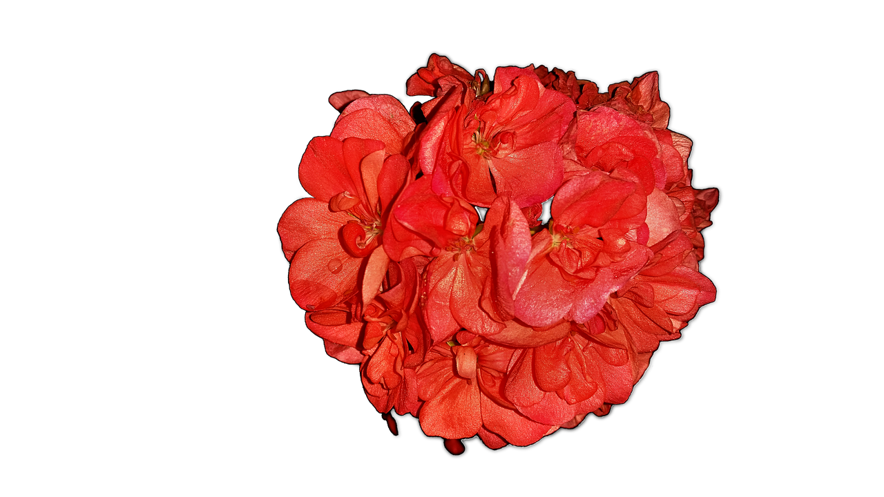 Image - flowers pelagonia home flowers png