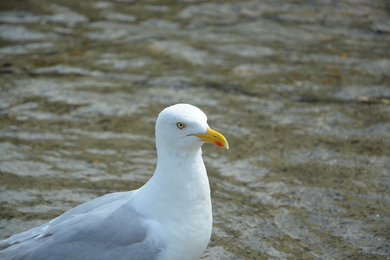 Image - gull profile head beach seagull