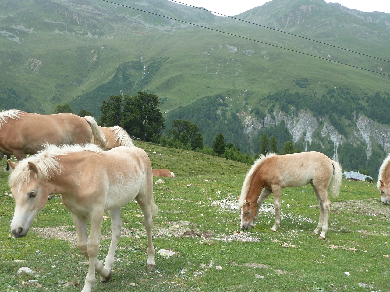Image - horses mountains farm alpine