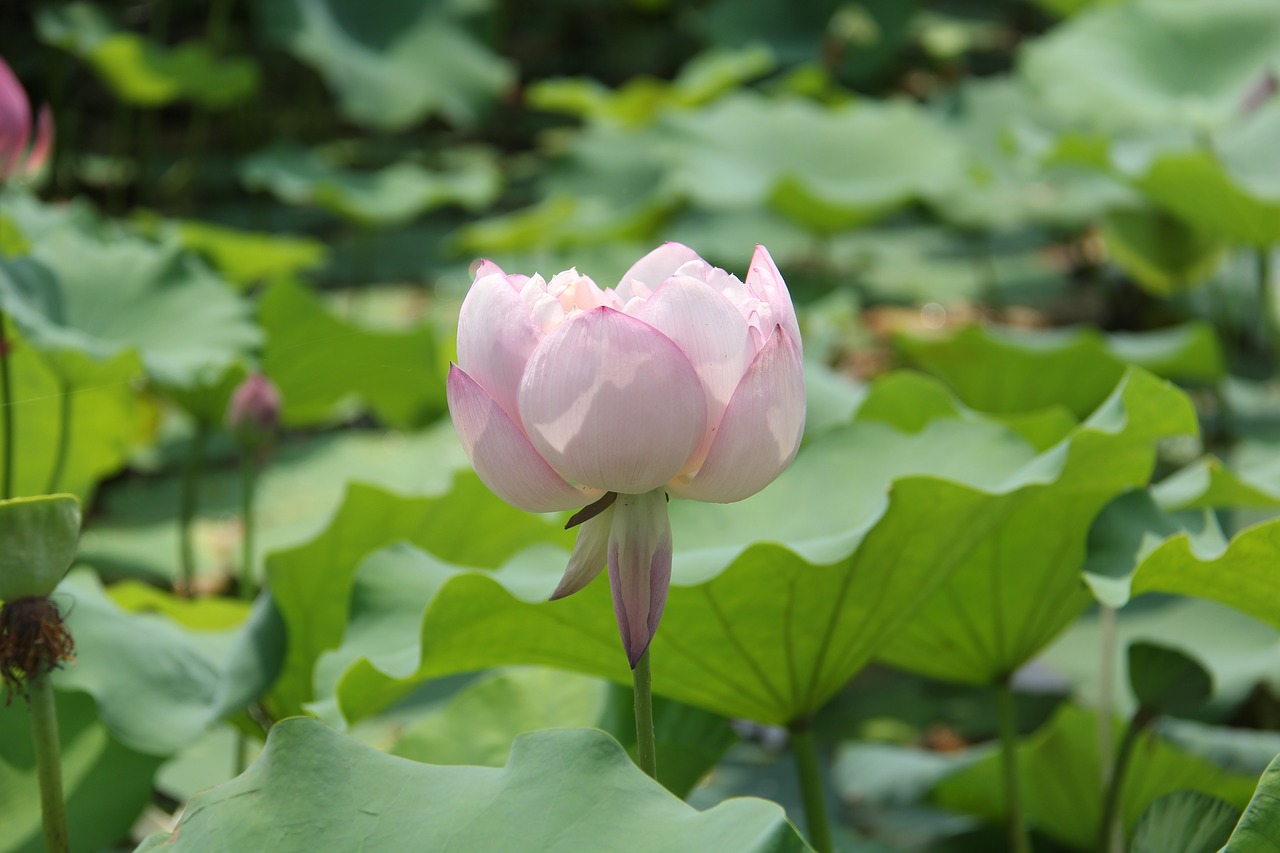 Image - water lily plant scenery