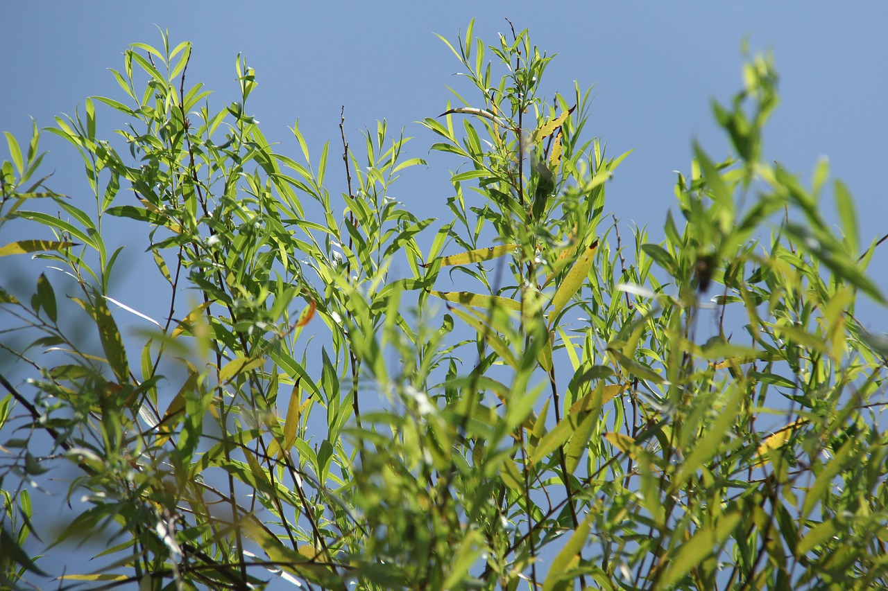 Image - banboo plant scenery