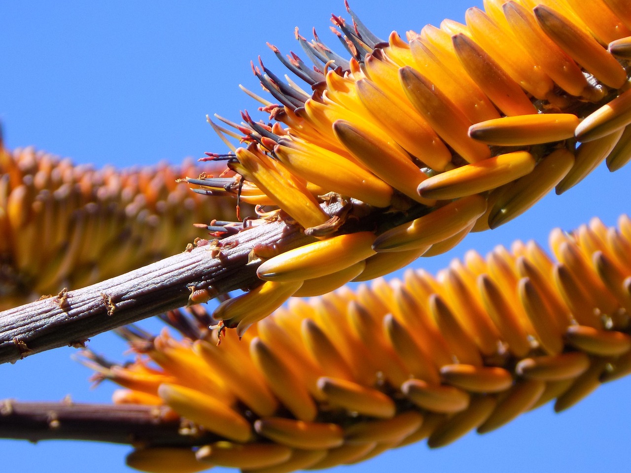 Image - african plant plant vegetation