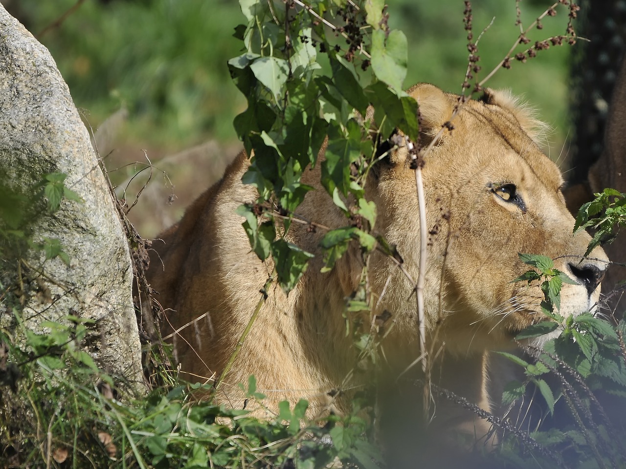 Image - zoo hollabrunn munich