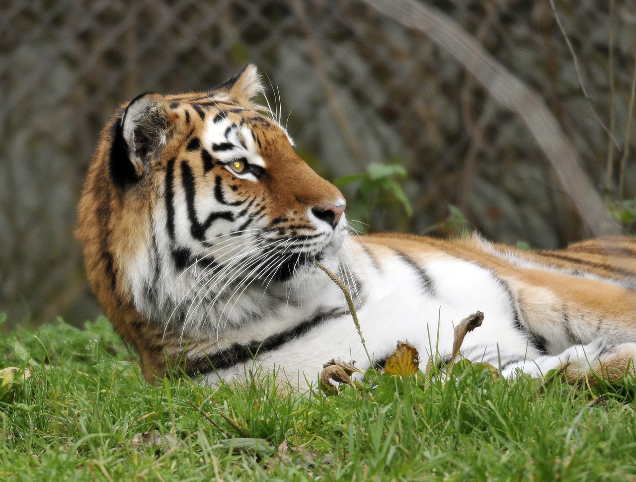Image - zoo hellabrunn munich