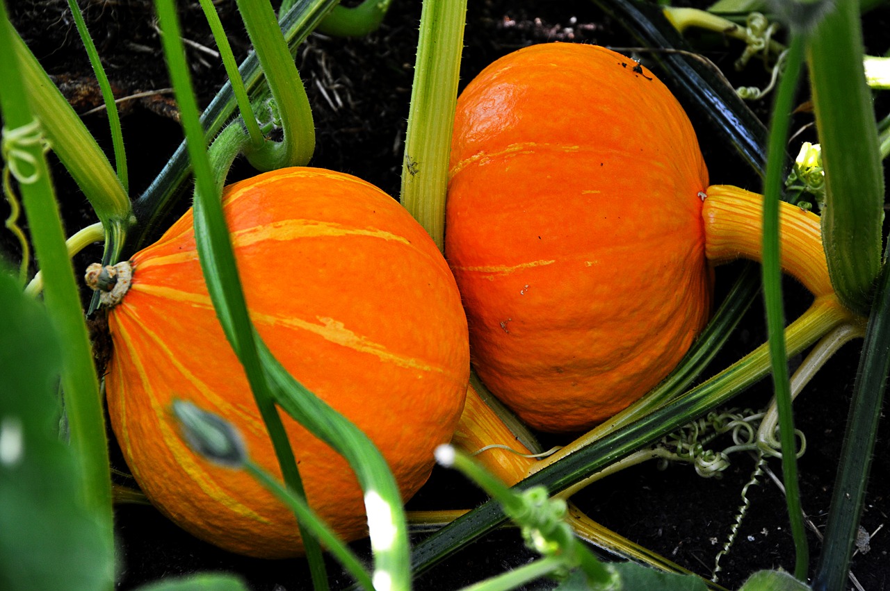 Image - pumpkin growth plant