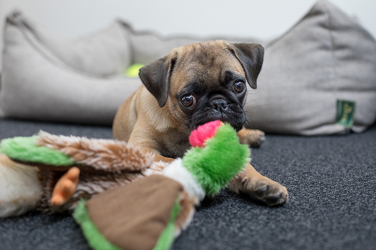 Image - dog pug face pet black young dog