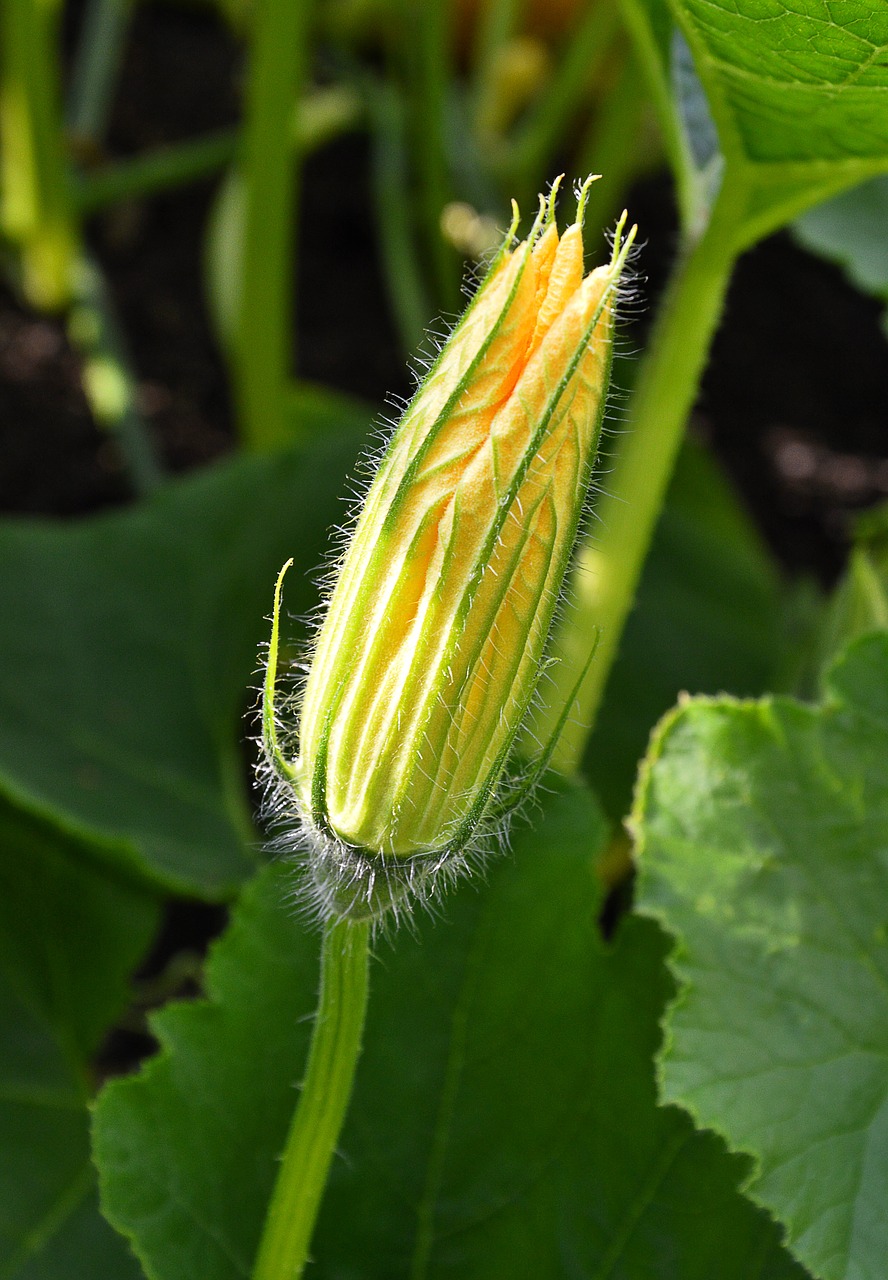 Image - pumpkin blossom summer plant