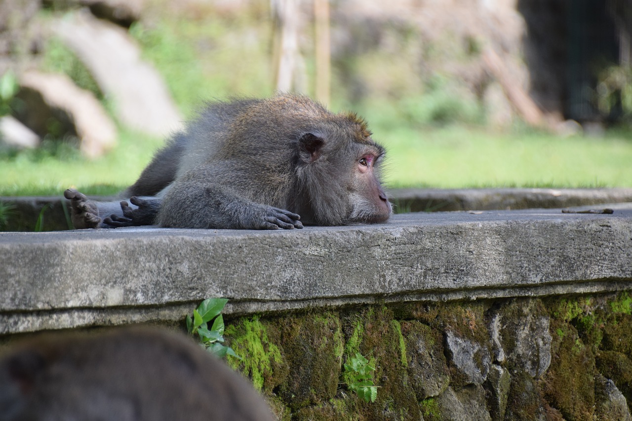 Image - monkey bali nature animal portrait