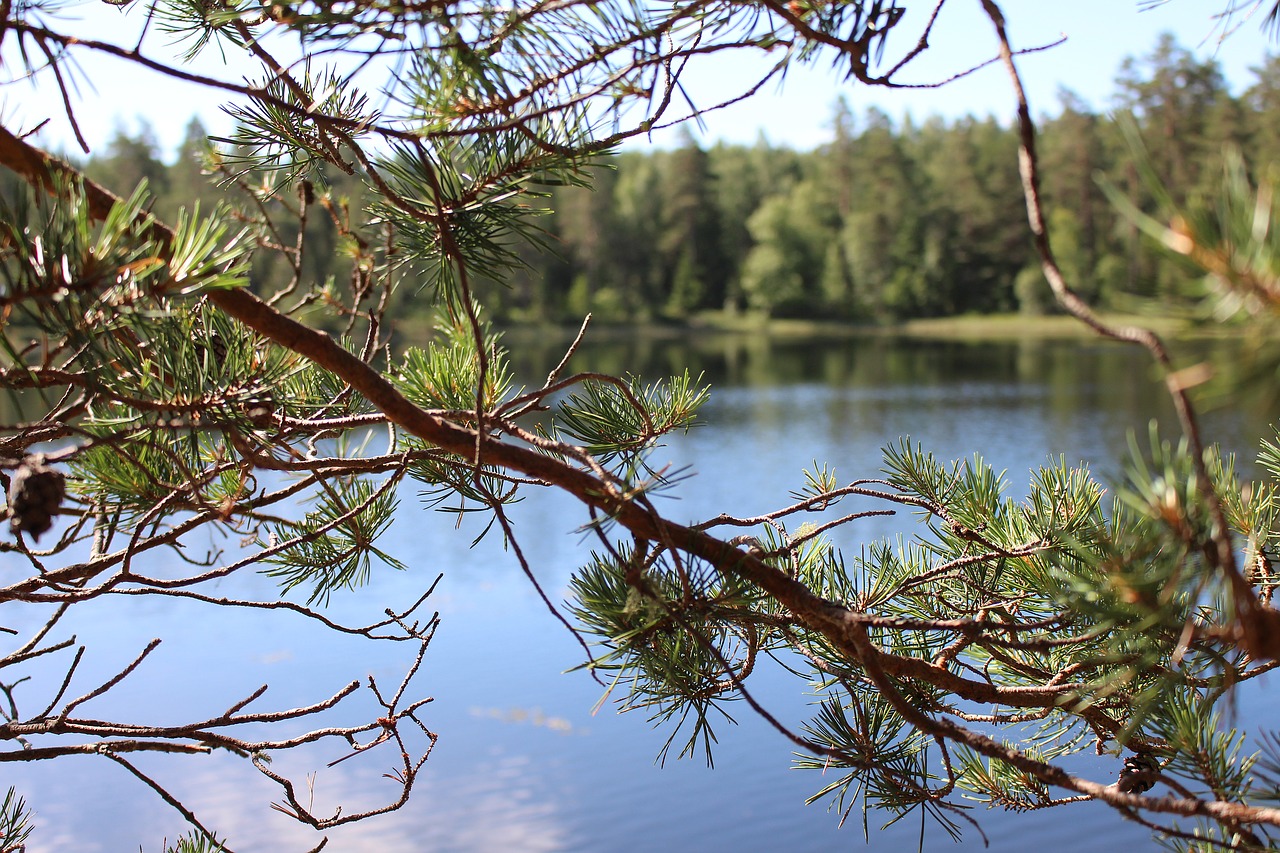 Image - lake sweden branch hidden view