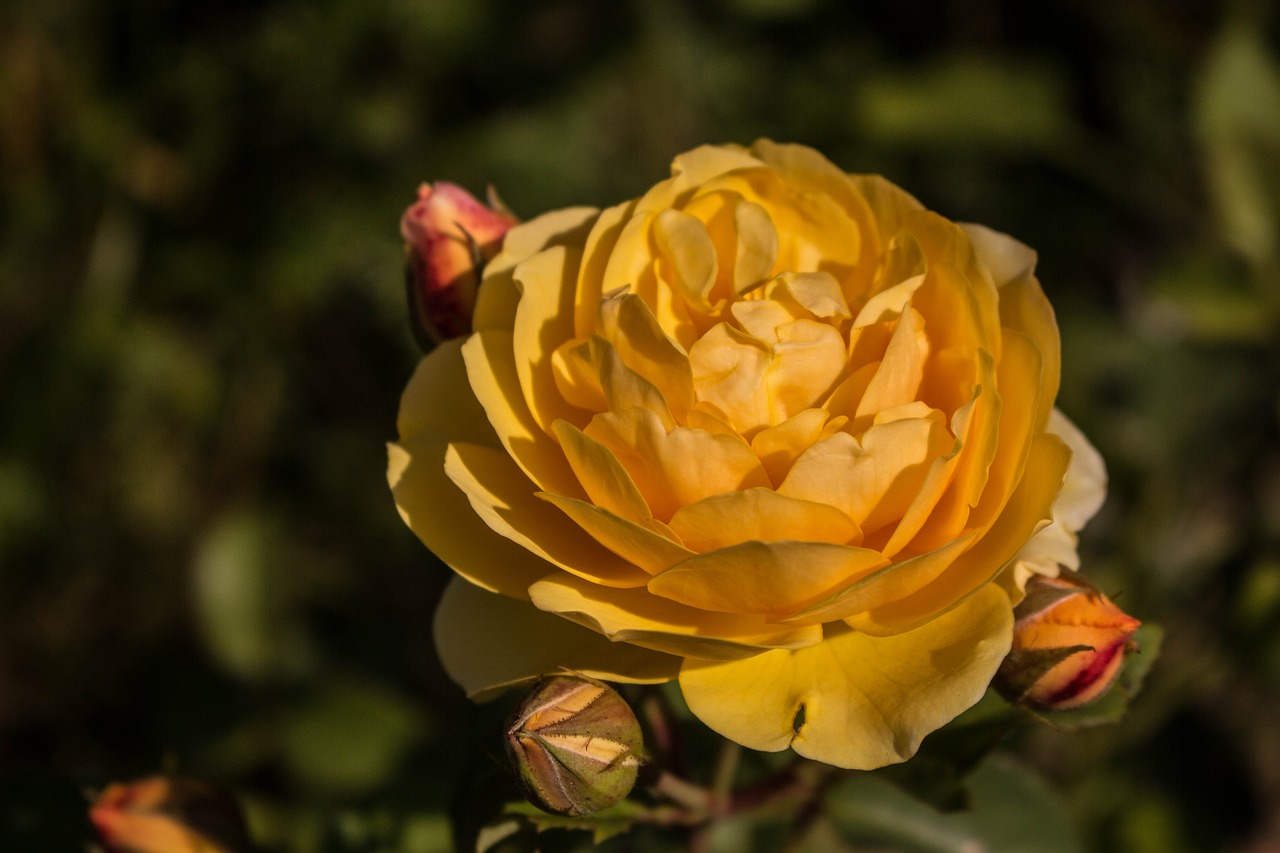 Image - flower rose garden yellow orange