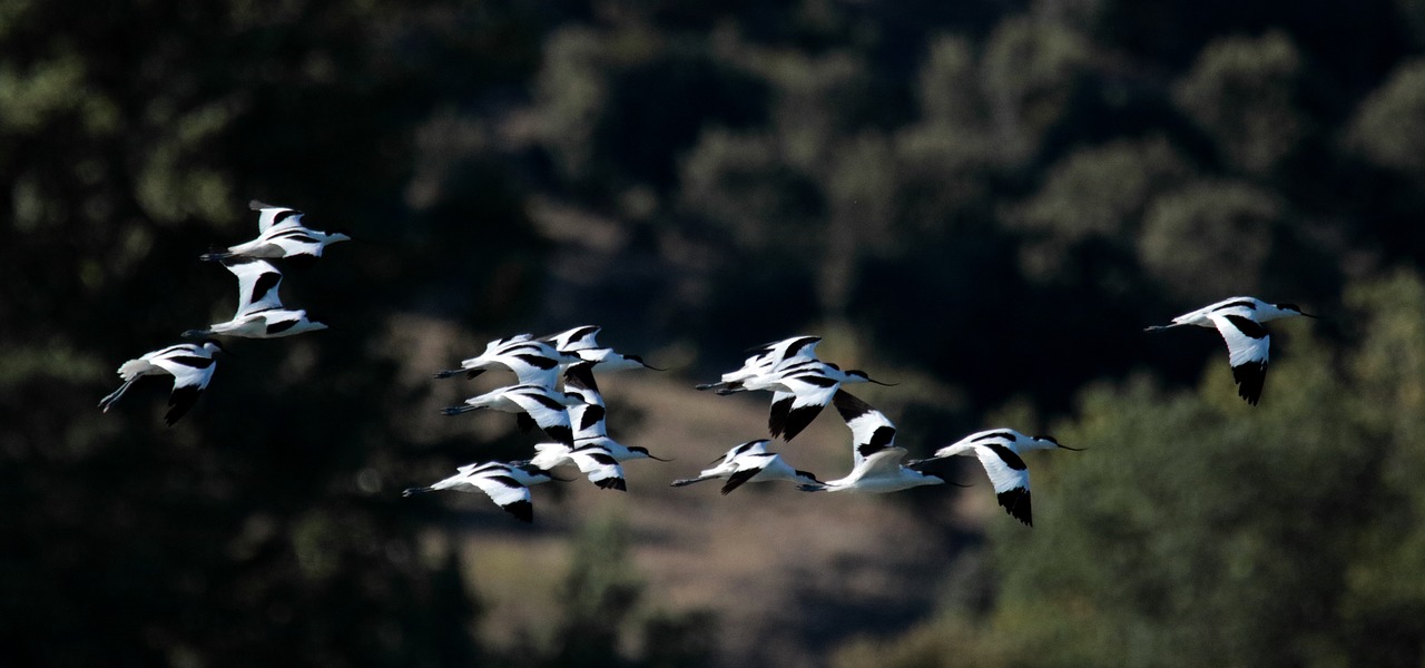 Image - avocets flock birds wading birds