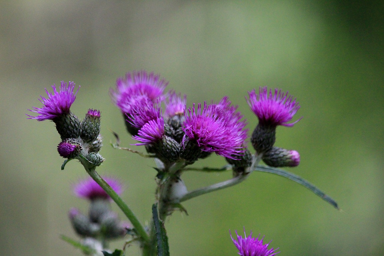 Image - diestel purple blossom bloom
