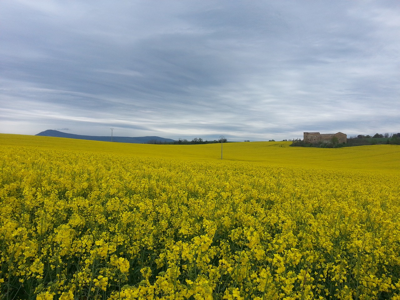 Image - field camino flowers