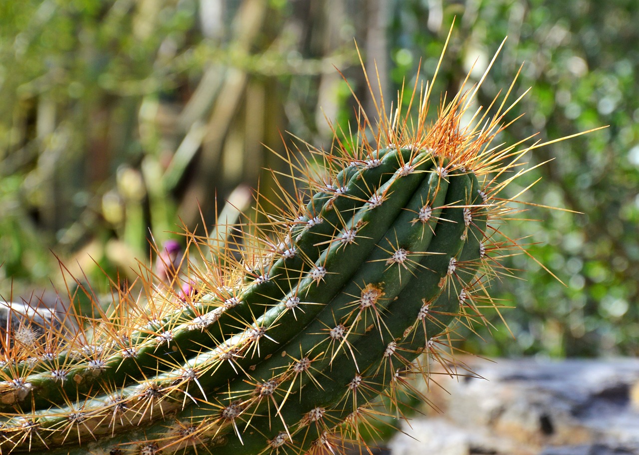 Image - cactus spur green prickly plant