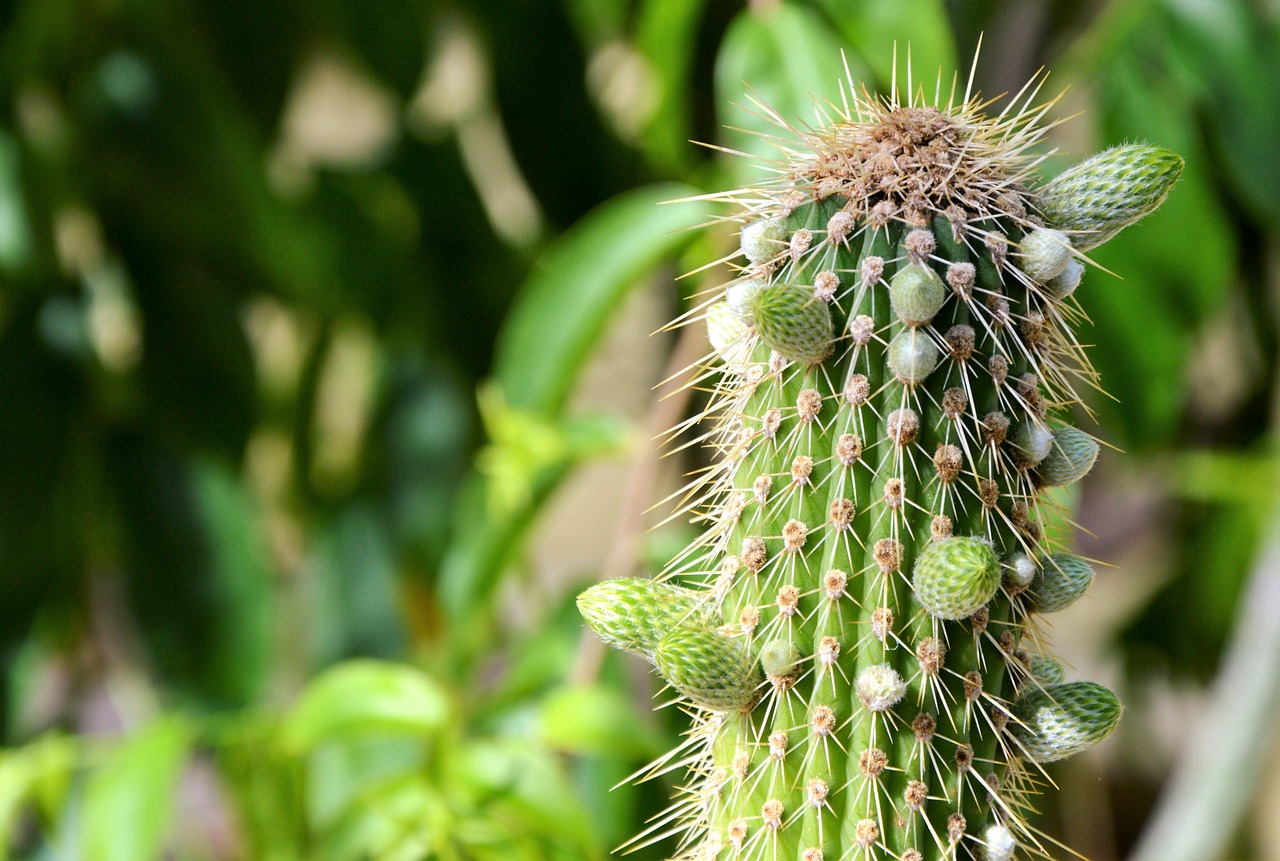 Image - cactus spur green prickly plant