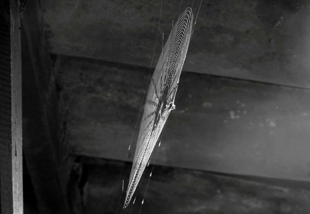 Image - black and white insect spider web