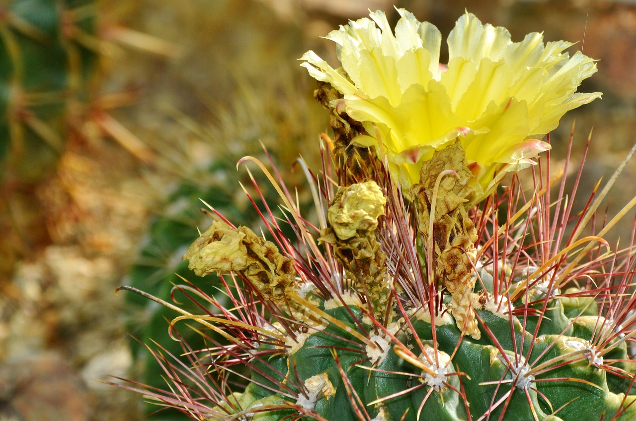 Image - cactus spur blossom bloom bloom