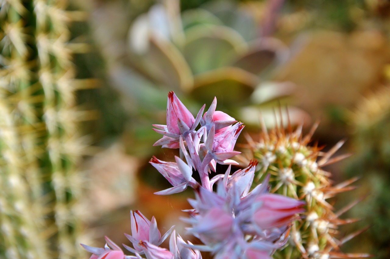 Image - cactus spur blossom bloom bloom