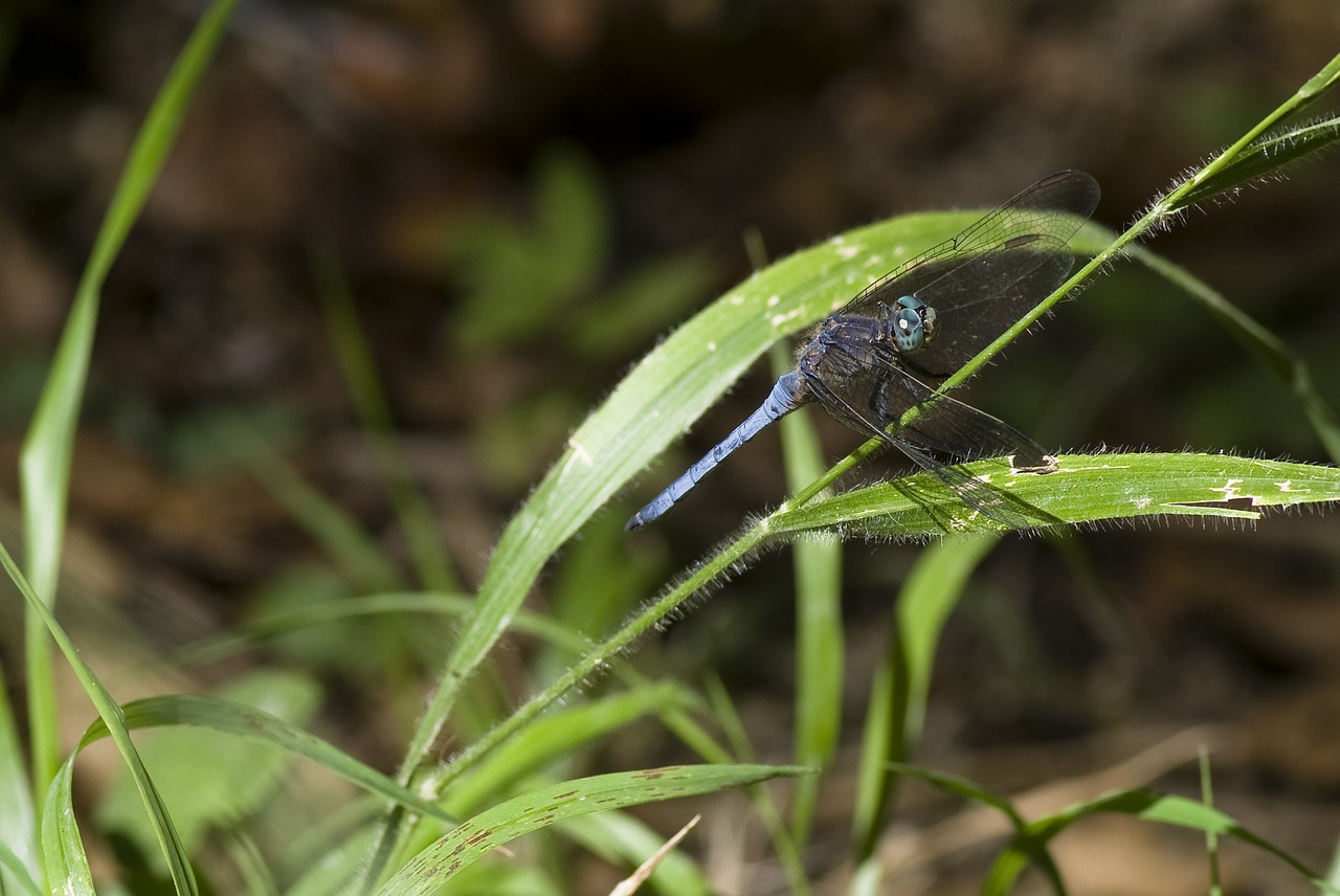 Image - dragonfly tuscany blue turquoise