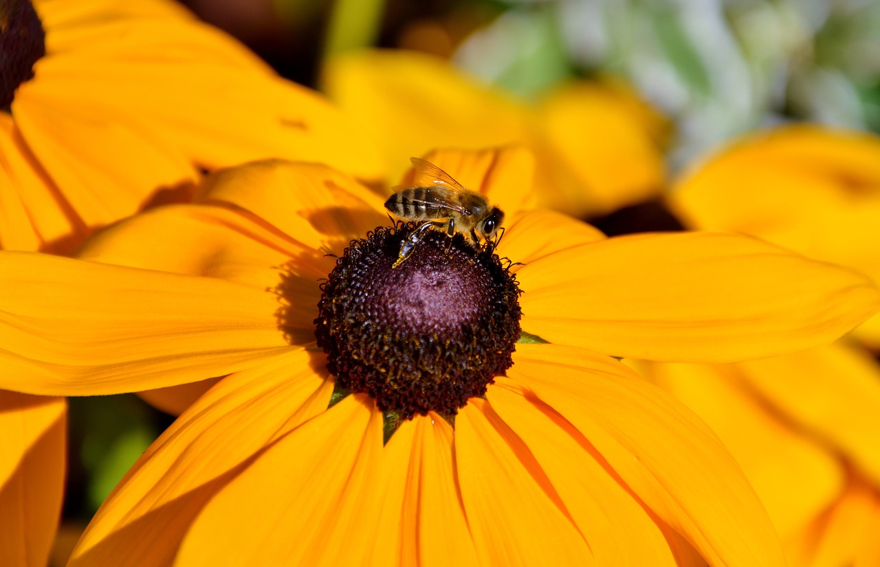 Image - flower sun hat bee pollen collect