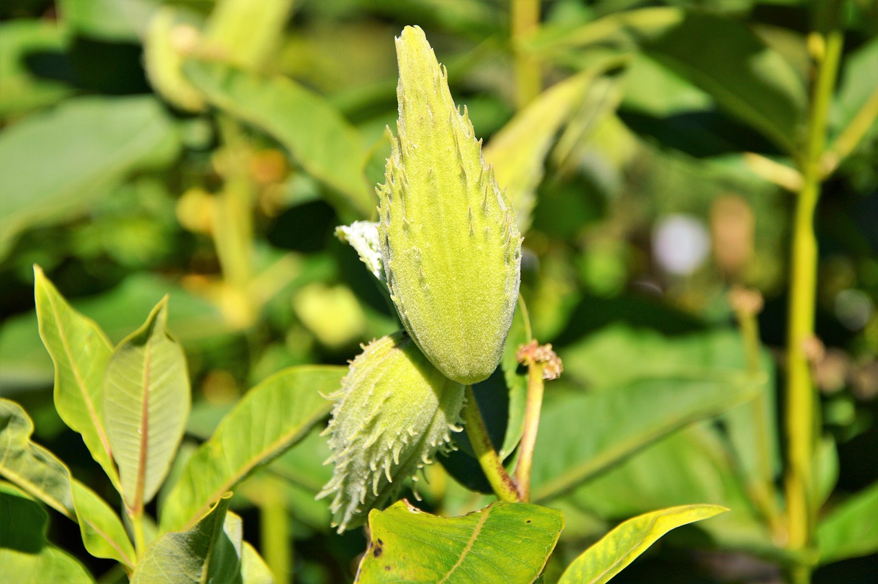 Image - silk plant tubercular silk plant